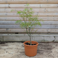Acer palmatum Kinshi Maple in 8 litre pot