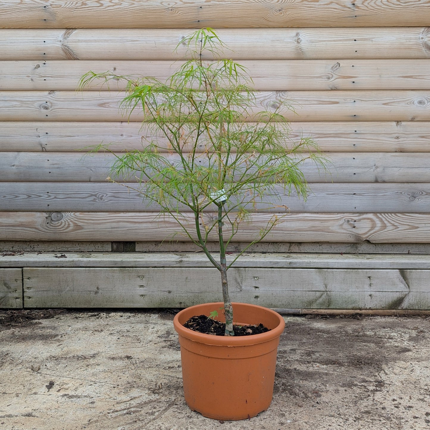 Acer palmatum Kinshi Maple in 8 litre pot