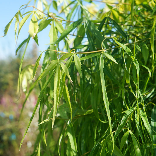Acer palmatum Koto-no-ito Japanese Maple