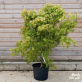 Acer palmatum Orange Dream mature Japanese Maple in 20L pot