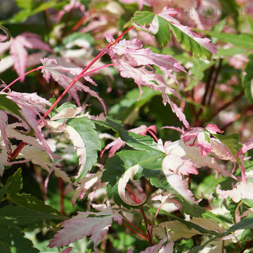 Acer palmatum Oridono-nishiki Japanese Maple