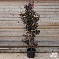 Acer palmatum Pixie japanese maple in 20 litre pot