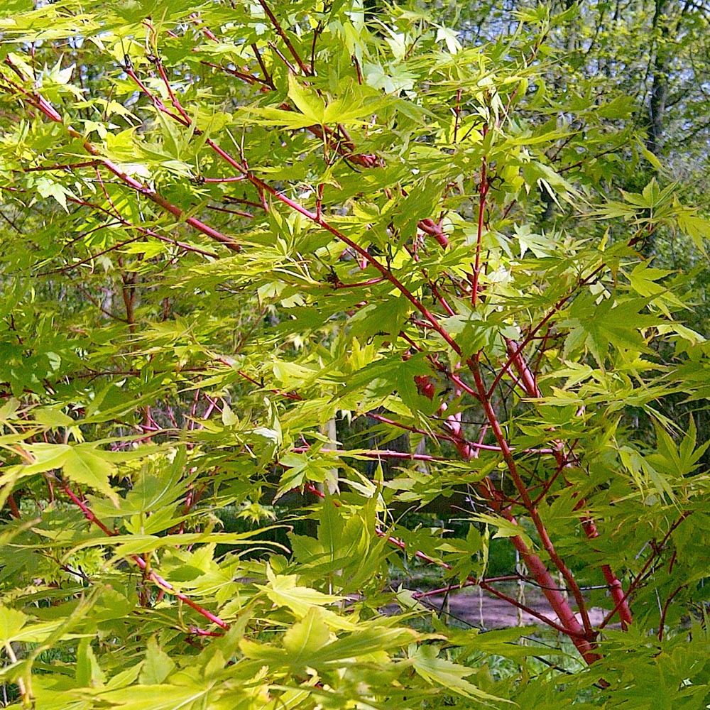 Sango Tree Acer palmatum Sango-kaku Coral Bark Japanese Maple | Ornamental Trees