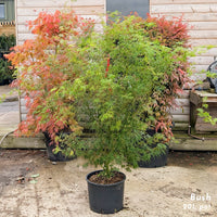 Acer palmatum 'Seiryu' japanese maple in 20 litre pot