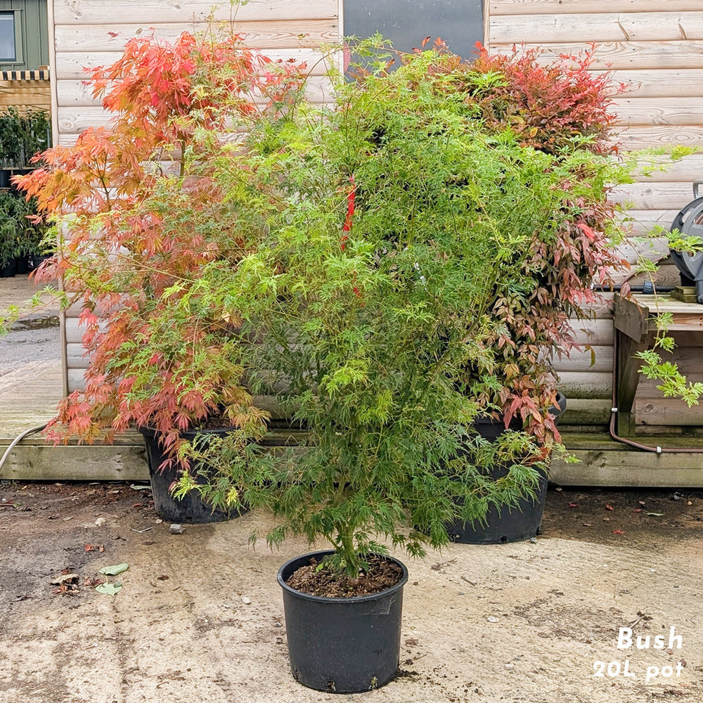 Acer palmatum 'Seiryu' japanese maple in 20 litre pot