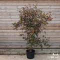 Acer palmatum 'Suminagashi' mature Japanese Maple in 20L pot