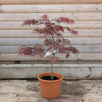Acer palmatum dissectum 'Tamukeyama' Maple in 9 litre pot