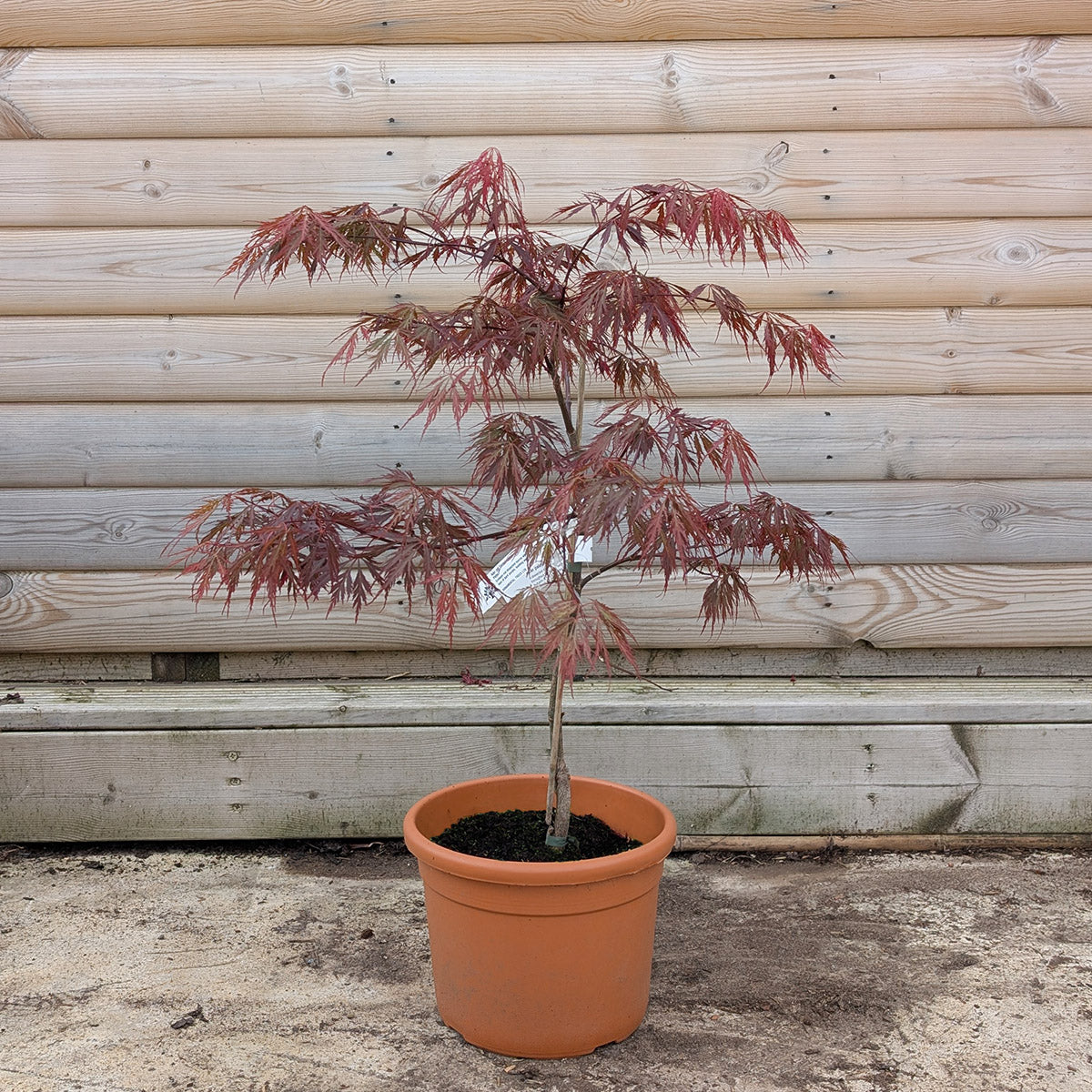 Acer palmatum dissectum 'Tamukeyama' Maple in 9 litre pot