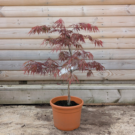 Acer palmatum dissectum 'Tamukeyama' Maple in 9 litre pot