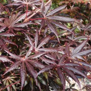 Acer palmatum 'Trompenburg' Japanese Maple