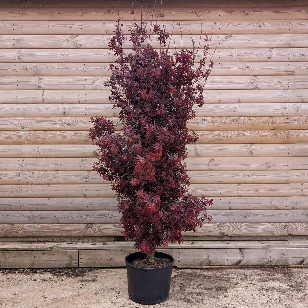 Acer palmatum Twombly's Red Sentinel Maple in 20 litre pot