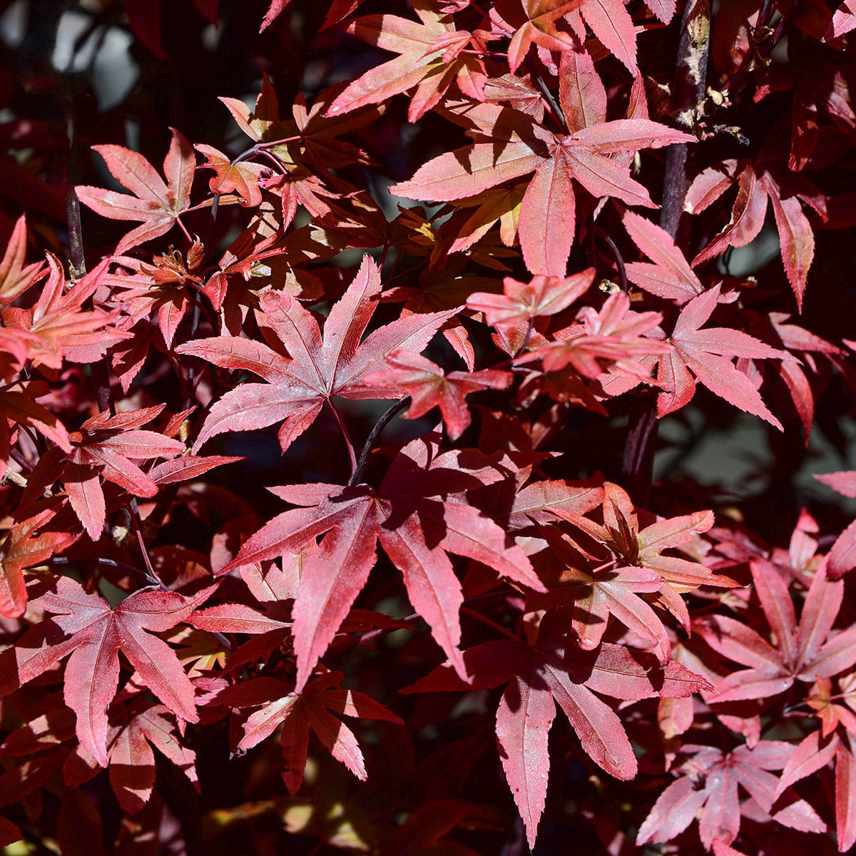 Acer palmatum Twomblys Red Sentinel Japanese Maple | Ornamental Trees