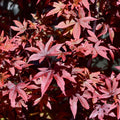 Acer palmatum Twombly's Red Sentinel Japanese Maple