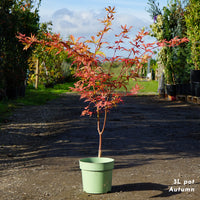 Acer Palmatum Uki-gumo autumn 3L pot