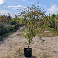 Acer palmatum 'Uki-gumo' mature japanese maple in 20 litre pot