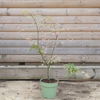 Acer palmatum Uki-gumo Maple in 3 litre pot