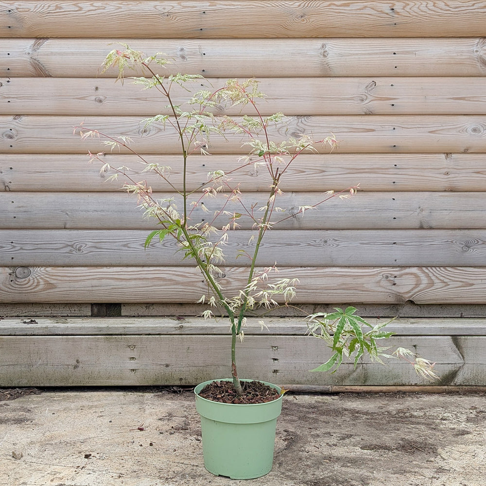 Acer palmatum Uki-gumo Maple in 3 litre pot