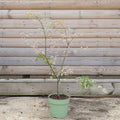 Acer palmatum Uki-gumo Maple in 3 litre pot