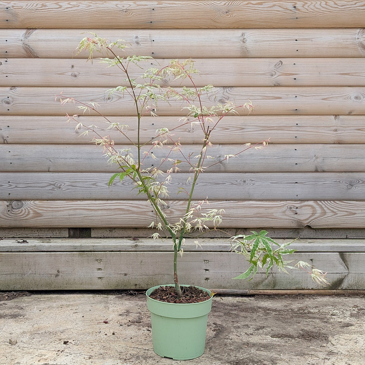 Acer palmatum Uki-gumo Maple in 3 litre pot