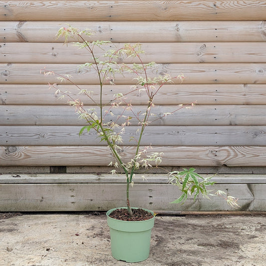 Acer palmatum Uki-gumo Maple in 3 litre pot