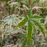 Acer palmatum 'Ukigumo' Japanese Maple