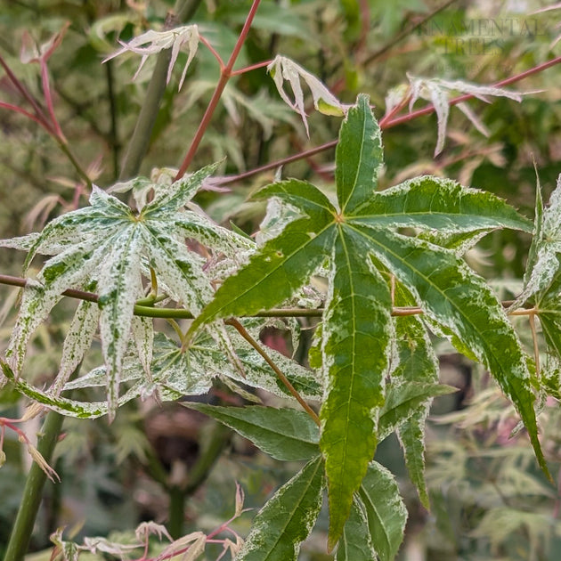 Acer palmatum Ukigumo Japanese Maple | Ornamental Trees