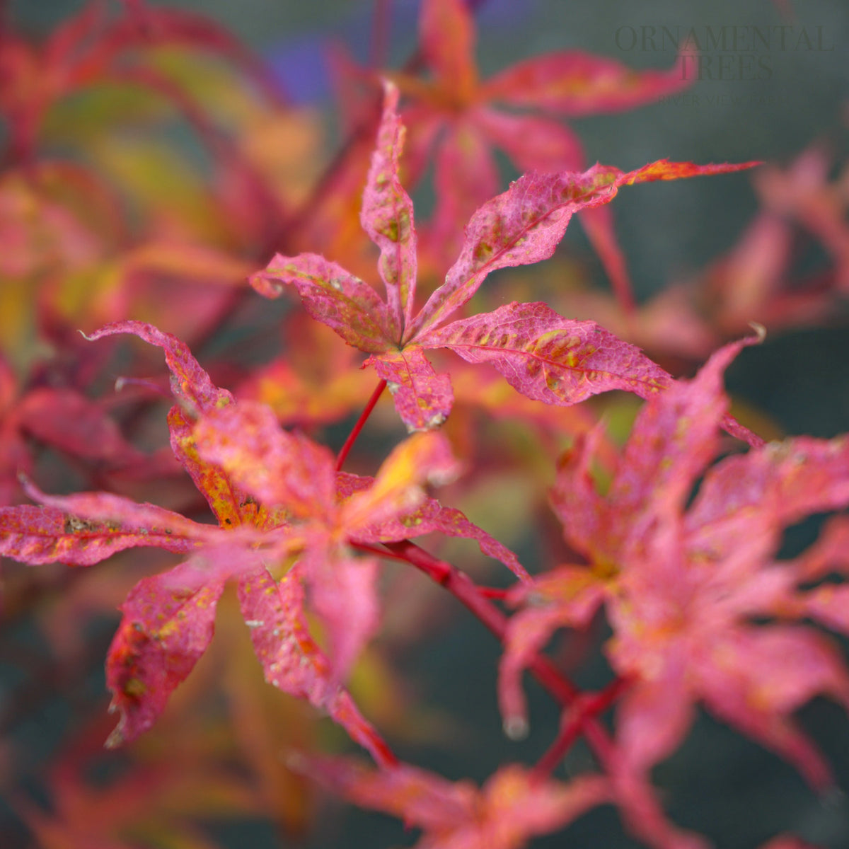Acer palmatum uki-gumo autumn colours