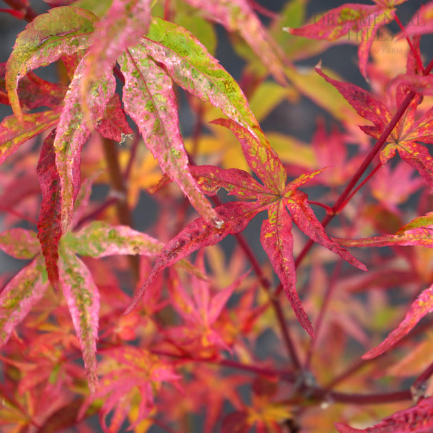 Acer palmatum uki-gumo autumn colours