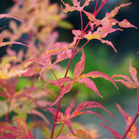 Acer palmatum uki-gumo autumn colours
