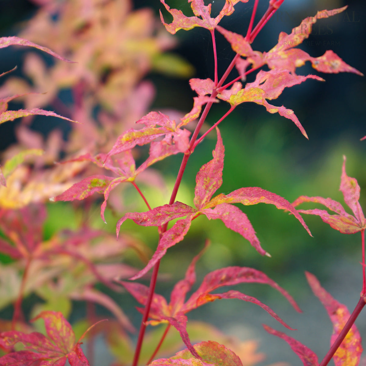 Acer palmatum uki-gumo autumn colours