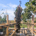 Feathered tree, 10-12cm girth, 3.0-3.5m, 45L pot