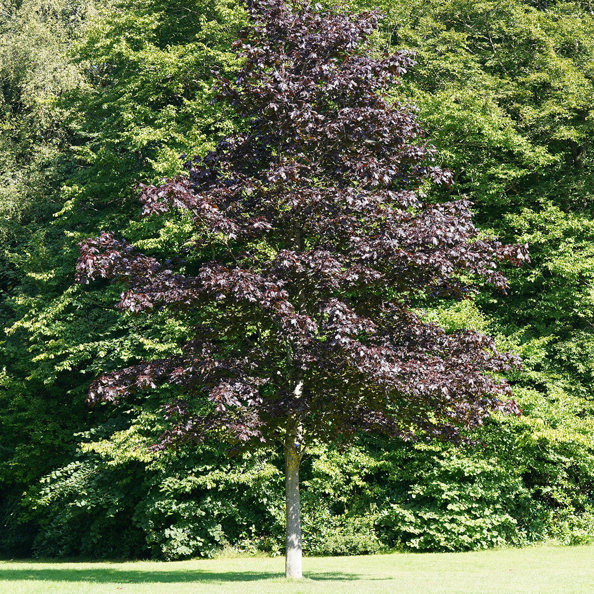 Acer platanoides 'Crimson Sentry' Maple