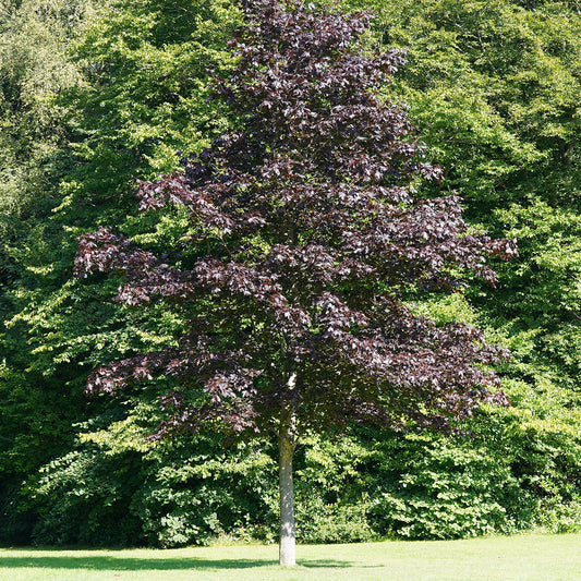 Acer platanoides 'Crimson Sentry' Maple