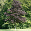 Acer platanoides 'Crimson Sentry' Maple