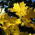 Assorted Maple Trees