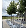 Acer rubrum standard mature red maple tree in container