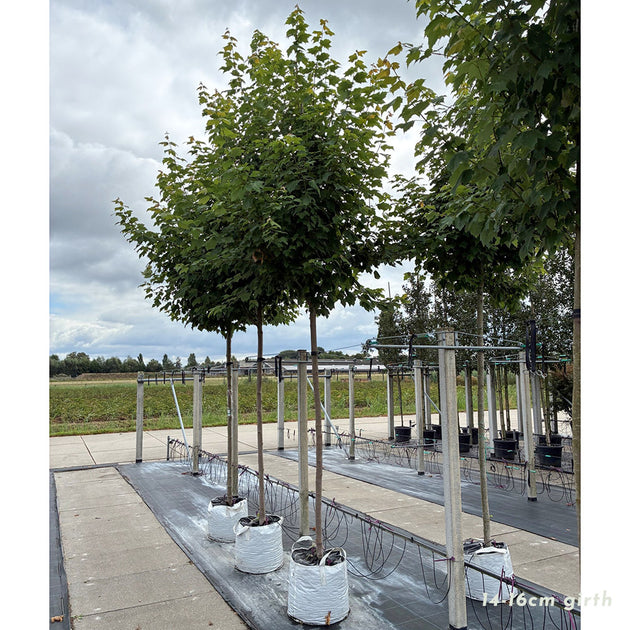 Acer rubrum standard mature red maple tree in container