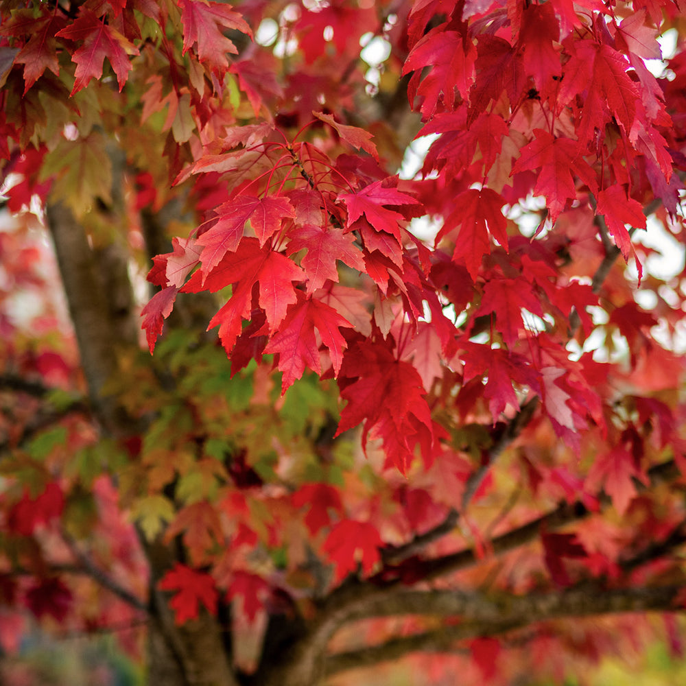 Acer rubrum Red Maple leaves