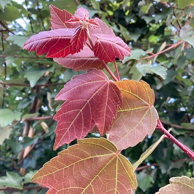 Acer rubrum Summer Red Hosr | Buy Red Maple Trees – Ornamental Trees
