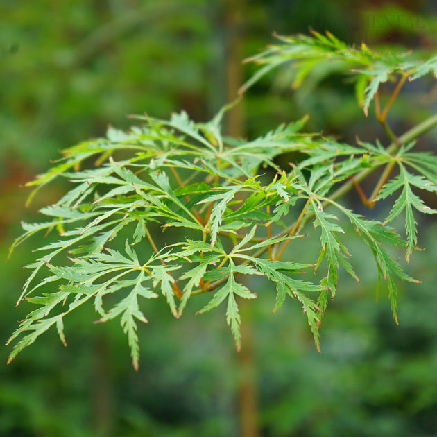 Acer pseudosieboldianum Ice Dragon Hybrid Maple