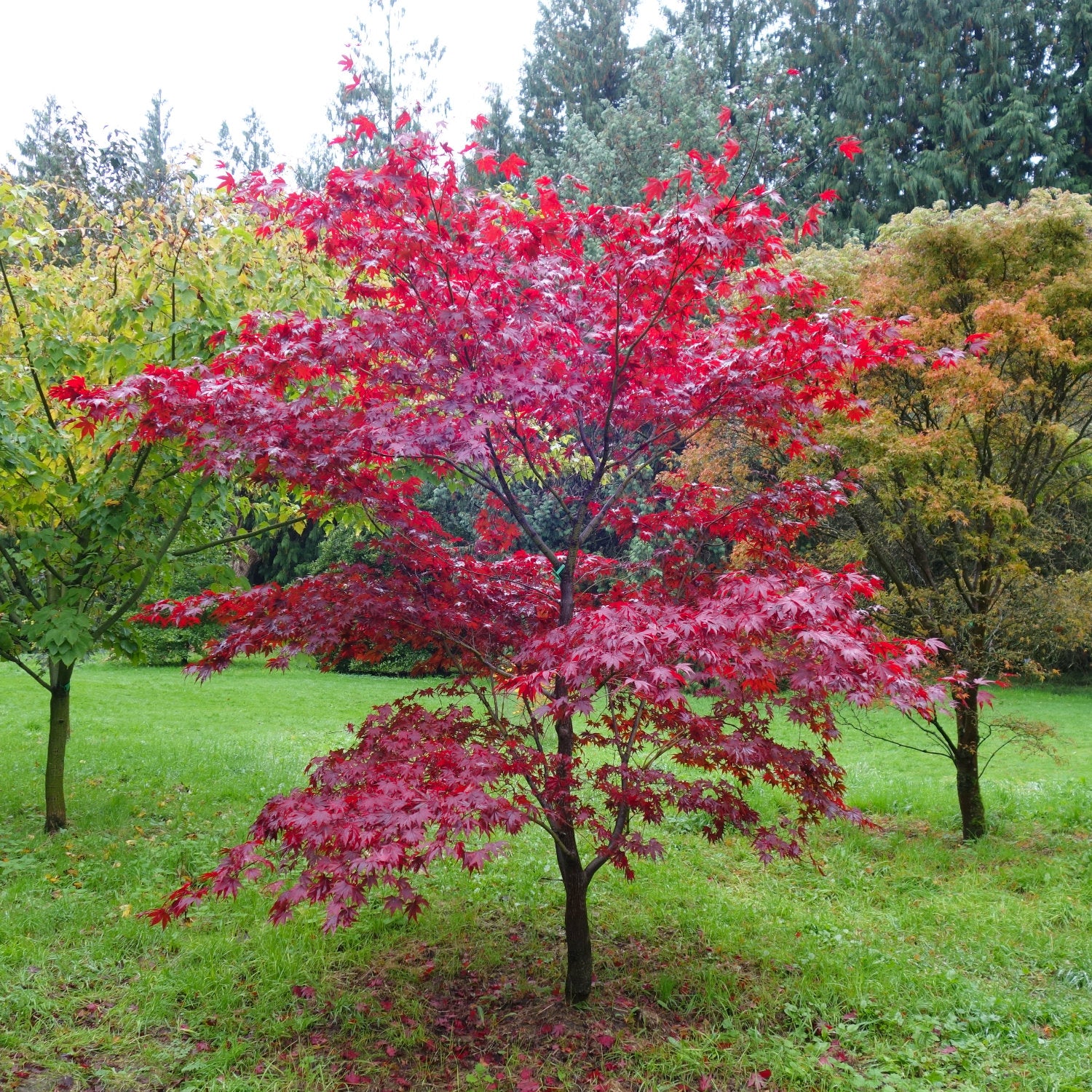 Mspl Afser Acer palmatum Fireglow Japanese Maple | Ornamental Trees
