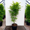 Bush, 150-180cm, 20L pot