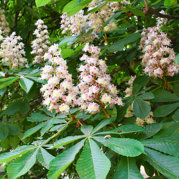 Aesculus hippocastanum Horse Chestnut tree