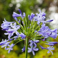 Agapanthus 'Brilliant Blue' African Lily
