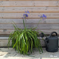 Bush, 40-60cm, 10L pot