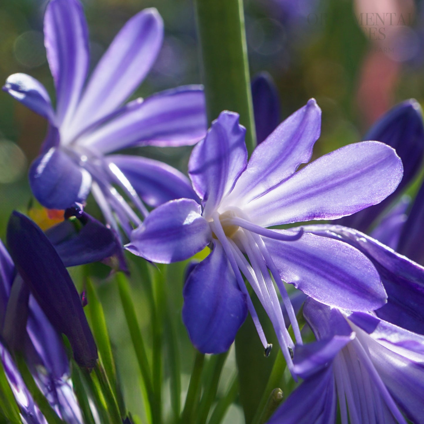 Agapanthus 'brilliant blue'