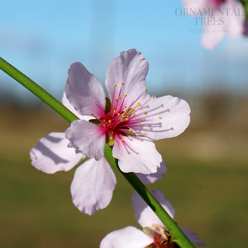 Almond Ingrid Prunus × persicoides 'Ingrid'