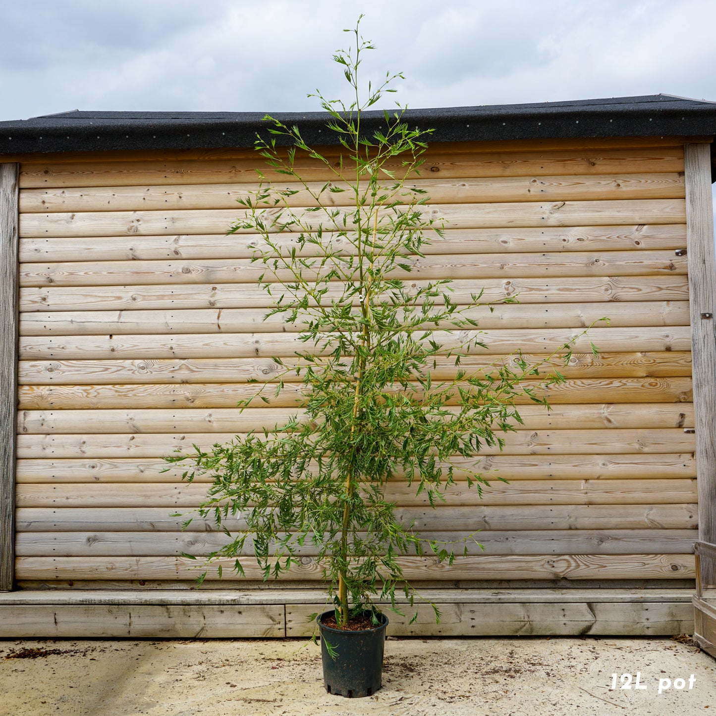 Alnus glutinosa 'Imperialis' Tree