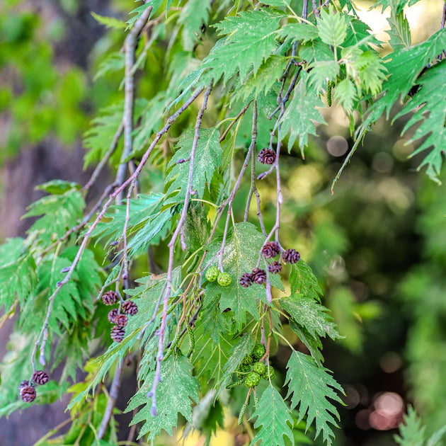 Alnus incana 'Laciniata' Tree