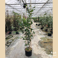 Bush, 150-180cm, 20L pot